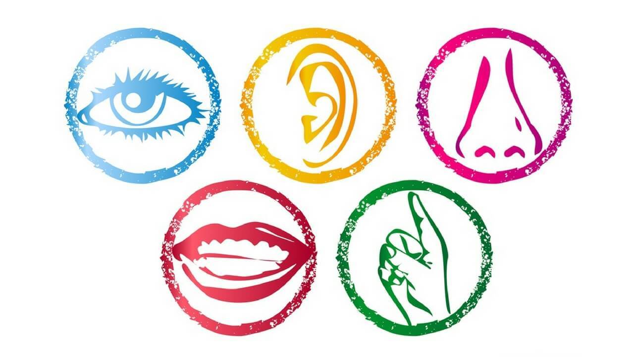5 Senses