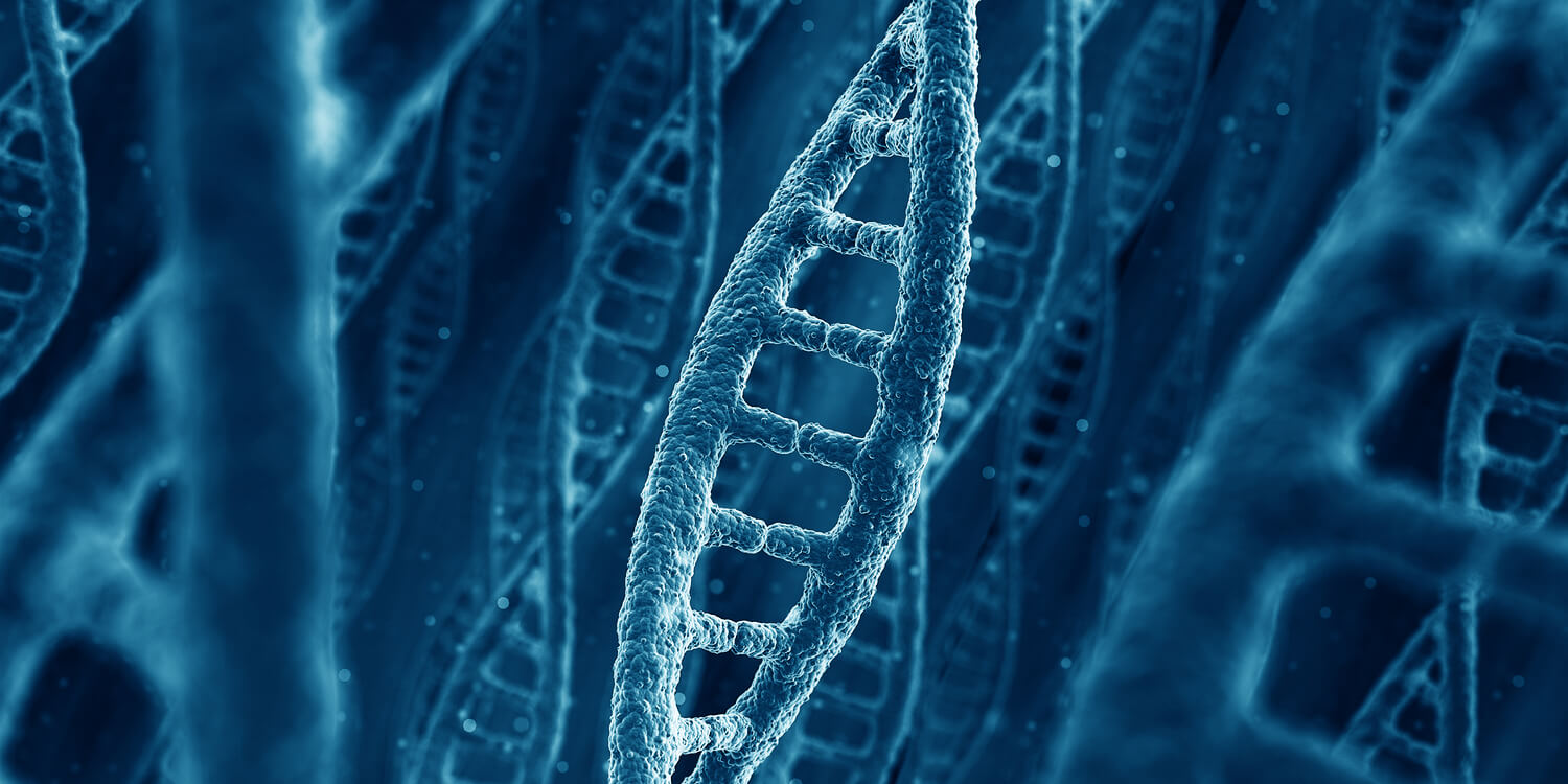 human genome 