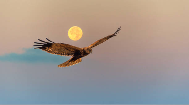 falcon3