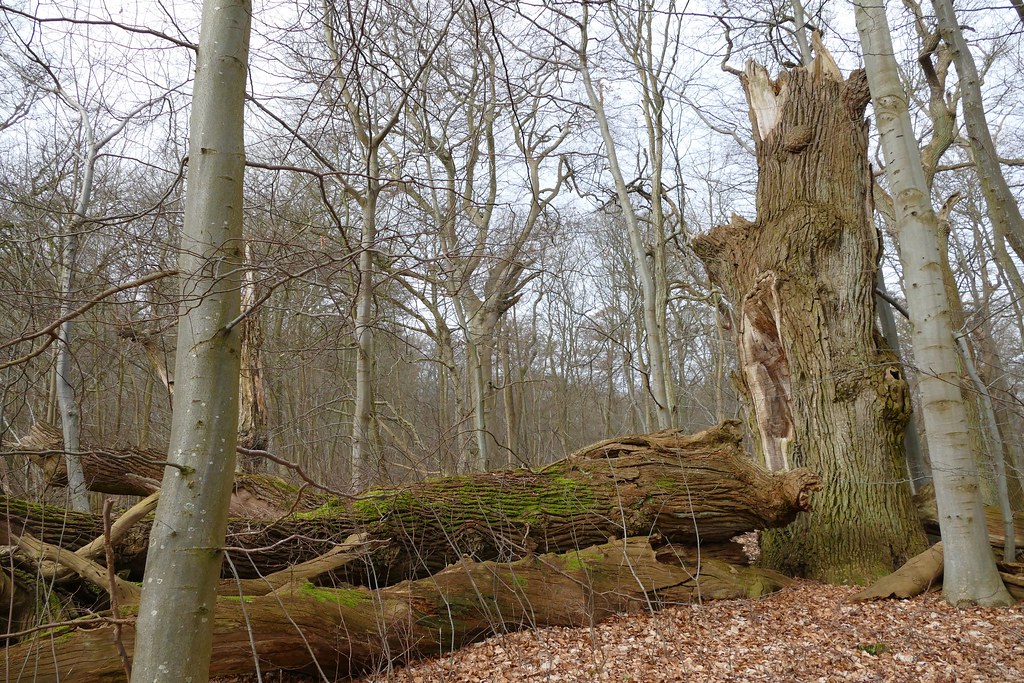 oak dead