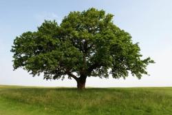oak jelentese